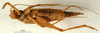CollectionObject 1575846; b93abbe0-f4b8-417e-bd86-cc53e66534c2: male, vemtral view (paratype). (CollectionObject).