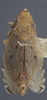 Habitus, dorsal view on Flexamia sandersi (Osborn, 1907): Dorsal. Male. (Observation).