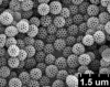 Brochosomes on Dichrophleps aurea (Fabricius, 1803): DP51 | Venezuela, Bolivar, El Bochinche Res., Forestal Imataca, 200m. 6-13-XII-74 | MIZA. (Observation).