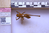 CollectionObject 1499312; 25010166-abb4-4307-b710-313c2725bbe9: Male, dorsal view, labels, scale (holotype). (CollectionObject).