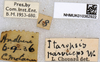 CollectionObject 1580026; 9b3cf6a2-f207-4a0a-a917-2746ad938a42: labels (as Itaropsis parviceps). (CollectionObject).