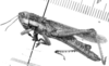 CollectionObject 1525088; 7b15c324-f9a7-4b46-9a56-ade7e6d0a6b7: male, lateral view (holotype). (CollectionObject).