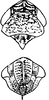 Head: !! display not done !! on Ophiola decumana (Kontkanen, 1949): Head, pro-, and mesothorax. (Observation).