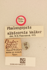 CollectionObject 1518314; 43dc6392-8451-45ac-bbf3-f0a2bda60fd7, NHMUK015982518: labels (holotype). (CollectionObject).