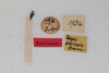 CollectionObject 1506571; 4fd186a4-53fa-4871-880a-8920df8cf498: female, labels (syntype). (CollectionObject).