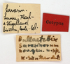 CollectionObject 1533861; f5ec2d3a-b9b0-4231-9c7f-3d3b533d705f: male, labels (syntype). (CollectionObject).