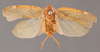 Habitus, dorsal view: !! display not done !! on Myconus conspersinervis (Stål, 1862): (Observation).