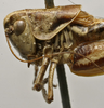 CollectionObject 1535140; d6b64985-9ad4-4c2a-8085-eee6970f5694: male head and pronotum, lateral view (syntype). (CollectionObject).