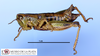 CollectionObject 1564950; ec972723-ab7a-413c-badb-24d72d006801, MLP1118/3-11'': female, lateral view (allotype). (CollectionObject).