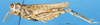 CollectionObject 1537530; bf59cb0c-295f-46f1-a36f-162f5197a098: female, lateral view (syntype). (CollectionObject).