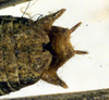 CollectionObject 1500486; df6cf2e8-72ba-4d8e-afbe-0b4ab0c4027d: male cerci (syntype). (CollectionObject).