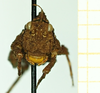 CollectionObject 1532563; 175ddca0-d21f-4002-ae91-ab570f82d81b: female, frontal view (holotype). (CollectionObject).