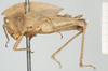 CollectionObject 1517881; 5ce6c63d-debd-4298-aa57-9d76d6b64ed1, NHMUK010924395: female (holotype), lateral view. (CollectionObject).