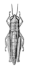Eumastusia koebelei koebelei (Rehn, 1909): Fig. 26 (after type). female, dorsal view. (Otu).