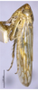Habitus, lateral view on Exitianus fulvinervis Li & He, 1993 now Exitianus nanus (Distant, 1908): (Observation).