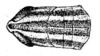 Macrotona australis (Walker, 1870): Fig. 8. female Eumacrotona simplex Sjöstedt, head and pronotum, dorsal view. (Otu).