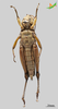 CollectionObject 2261169; Unioeste Cascavel K-1208, cff48695-6644-4cad-9a6e-0fc6de5d2e39: Female, ventral view. (CollectionObject).
