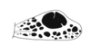 Lamiacris nigroguttata (Scudder, 1875): Fig. 140. tegmen. (Otu).