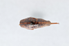 CollectionObject 2741439; 77c562c4-dfd1-49c7-b19f-80e8d77af314, CNCI 311947: Ceuthophilus sallei. Dorsal view. (CollectionObject).