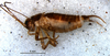 CollectionObject 1527841; 01c0737f-5844-48b8-a9a5-66eadbd7137d: male habitus, lateral view (holotype). (CollectionObject).