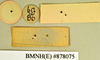 Gyna caffrorum (Stål, 1856): Holotype, unsexed, labels, reverse. BMNH(E)#878075. (Otu).