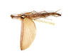 CollectionObject 1560600; ca7787a3-d37a-4526-9853-fcdc1b8b5065: copyright ETHZ. male, dorsal view of synonym Ocellata trifasciata (holotype). (CollectionObject).