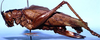 CollectionObject 1507304; 8778ca30-ecff-49a1-8b17-a4623cecb7a2: female, lateral view (holotype). (CollectionObject).