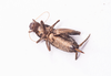 CollectionObject 1593361; f46a816c-2dac-4492-b926-37f096e08ccf: female, ventral view. (CollectionObject).
