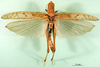 CollectionObject 1501682; e2435b3d-cd3b-446e-afdf-b07df76d1e38: female, dorsal view (syntype). (CollectionObject).