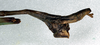 CollectionObject 1557620; ab8f49c2-ae89-4b5b-bc98-653abd58d239: copyright NMW. male: end of abdomen, lateral view (paralectotype). (CollectionObject).;CollectionObject 1557621; 71b09234-d3c1-4e6c-b26c-0102f907dda4: copyright NMW. male: end of abdomen, lateral view (paralectotype). (CollectionObject).;CollectionObject 1557622; 7c14e86d-9f54-4bc4-ad5f-55ce34a4dd6f: copyright NMW. male: end of abdomen, lateral view (paralectotype). (CollectionObject).