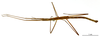 CollectionObject 1557972; 559134a7-351a-49f0-b680-accf81375395: copyright MNHN, Paris. male (holotype). (CollectionObject).
