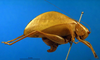 CollectionObject 1500520; f6e727fb-935c-4f6e-b0c7-8b694f6d1089: female, lateral view (holotype). (CollectionObject).