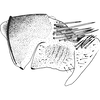 Pygofer, lateral view: Pygofer, lateral view. (Observation).
