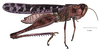 Rhammatocerus viatorius viatorius (Saussure, 1861): male, lateral view. (Otu).