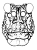 Ommexecha virens Serville, 1831: Fig. 23. female head, frontal view. (Otu).