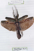 CollectionObject 1561350; 1adf552d-2146-4e4d-a9d2-f1cac6f562a3: copyright MHNG, Geneva. male (holotype). (CollectionObject).