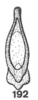 Aedeagus, ventral view: !! display not done !! on Tortistilus wickhami (Van Duzee, 1908): (Observation).