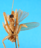 CollectionObject 1567524; 4c4193f5-1e73-41c0-8369-1e270e4e79ac: male abdomen tip. (CollectionObject).