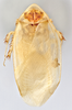 CollectionObject 1569231; 0c9eb6e8-f933-45c0-b0f3-61c42b3cdbdc: Photo by Heidi Hopkins. Holotype, adult male, dorsal habitus. (CollectionObject).