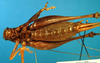 CollectionObject 1502048; 4a9d7bf4-4c2f-4f2f-b804-fdc5ab079146: female, ventral view. (CollectionObject).