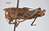 CollectionObject 1477320; 10133c66-3f83-4933-b6ca-e3ecd92f423b, MZLU167526, Type no. 4846:2: male, lateral view (allotype). (CollectionObject).