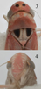 Head on Arboridia (Arboridia) magna Song, Li & Dietrich, 2016: Head. (Observation).