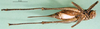 CollectionObject 1502600; 82a138db-c948-48eb-a27d-efdc65fe832e: female, ventral view (paratype). (CollectionObject).