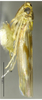 Habitus, lateral view on Arboridia (Arboridia) paraprocessa Song & Li, 2013: (Observation).
