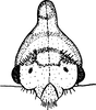 Nymph: (Observation).