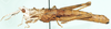 Parageloiomimus spinosus (Dirsh, 1956): female, lateral view. (Otu).