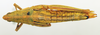 CollectionObject 1518470; 77e1a209-169a-42c0-894c-5abd4100fc83: female, dorsal view (holotype). (CollectionObject).
