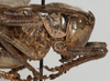 CollectionObject 1527083; c84be998-add0-4d84-8cc9-c408fb0ee981: male pronotum, lateral view (holotype). (CollectionObject).
