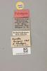 CollectionObject 2051919; NHMUK015982255, dea5703b-a047-455b-a22e-841075ca1f91: labels (paratype). (CollectionObject).