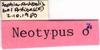 CollectionObject 1543101; d36e4dff-3ea0-4a2c-b335-290cd52349d8: labels (neosyntype). (CollectionObject).